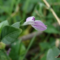 <i>Dicliptera neesii</i>  (Trimen) L.H.Cramer